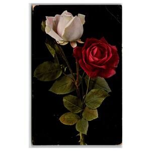 1935 Vintage Rose Postcard - White & Red Floral Design, Unposted